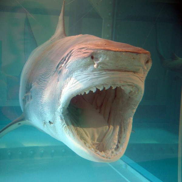 Damien Hirst Tiger Shark art