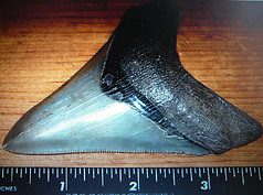 Megalodon tooth with ruler