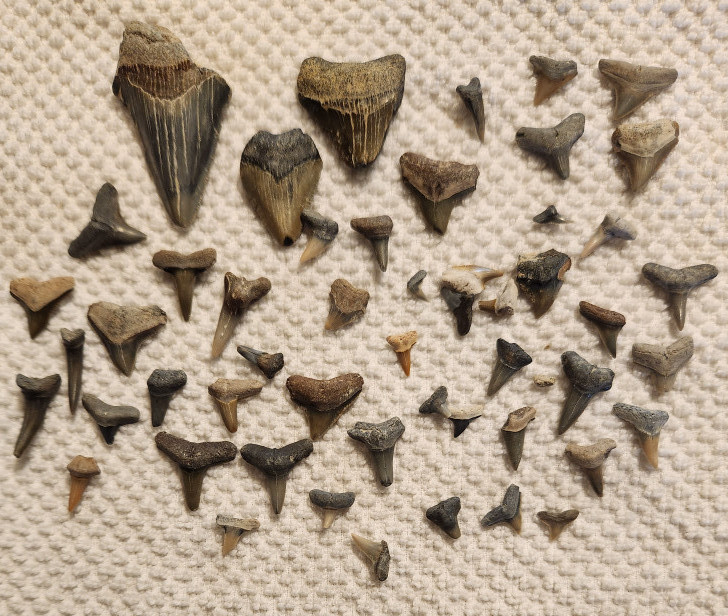 My shark tooth collection